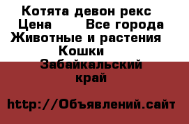 Котята девон рекс › Цена ­ 1 - Все города Животные и растения » Кошки   . Забайкальский край